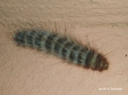 Monkey moth caterpillar Eupterotidae species South Africa photo M Smithson