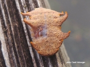 Monkey slug Hag Moth caterpillar Phobetron pithecium Florida US photo Candi Holzsager