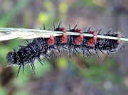 Mourning Cloak butterfly caterpillar (Nymphalis antiopa) Canada