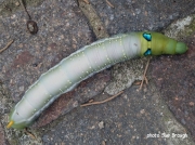 Oleander Hawkmoth caterpillar (Daphnis nerii) Lecce Italy photo Sue Brough