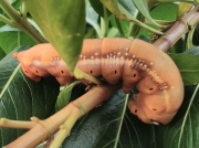 Oleander Hawkmoth caterpillar Malaysia