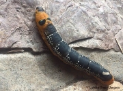Oleander Hawkmoth caterpillar (Daphnis nerii) Montenegro photo Tracy Janjevic