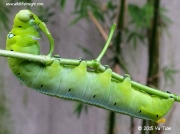 1985 Oleander Hawkmoth caterpillar (Daphnis nerii) Singapore © Yu Tian