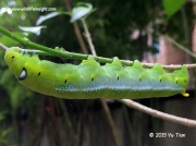 1985 Oleander Hawkmoth caterpillar (Daphnis nerii) Singapore © 2015 Yu Tian