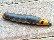 Oleander Hawkmoth caterpillar South Africa, Gauteng, Johannesburg © 2016 Dirk Kotze