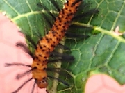 Oleander caterpillar Syntomeida epilais Florida © 2015 Ora