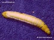 Oleander hawk-moth caterpillar South Africa © 2014 Keith Richards