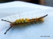 Orgyia detritus Fir Tussock caterpillar Florida US photo Melinda Renee