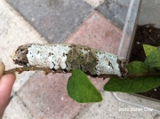 Pachylia ficus (Fig Sphinx) probable cryptic morph form of caterpillar Florida photo Karen Gaw
