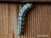 Pandora Pine Moth caterpillar (Coloradia pandora) Oregon, US photo Kelly Zlatek