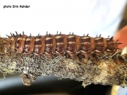Pandora Pine Moth caterpillar (Coloradia pandora) North Carolina photo Erin Rehder