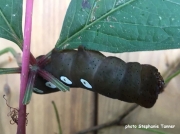Pandorus Sphinx caterpillar dark form (Eumorpha panorus) Ontario, Canada photo Stephanie Tanner