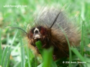 Philotherma rennei caterpillar Johannesburg South Africa photo Annick Drewnicki (3)