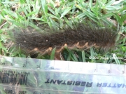 Philotherma rennei caterpillar Johannesburg South Africa photo Annick Drewnicki