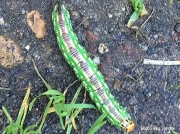 Pine Hawkmoth caterpillar Hyloicus pinastri Holland photo Reg Vernon