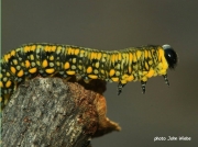 Pine sawfly larva likely Diprion similis Ontario Canada photo John Wiebe