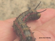 Pink striped Oakworm (Anisota virginiensis) South Carolina US photo Stan Polinsky
