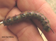 Pink striped Oakworm (Anisota virginiensis) South Carolina US photo Stan Polinsky