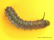 Pink striped Oakworm caterpillar Florida US photo Isabelle Mercurio