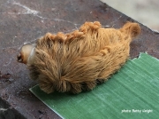 Puss moth Asp caterpillar Virginia  US photo Betty Knight (2)