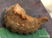 Puss moth Asp caterpillar Virginia  US photo Betty Knight