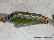 Red Humped Oakworm (Symmerista canicosta)  or White Headed Prominent (Symmerista albifrons) caterpillar  - photo Rebecca of Minnesota, US