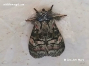 Rhenea mediata moth South Africa photo John Moore