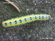 Rhenea mediata moth caterpillar South Africa photo Jaque Pelser