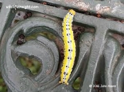 Rhenea mediata moth caterpillar South Africa photo John Moore