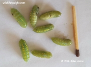 Rhenea mediata moth pupae South Africa photo John Moore