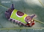 Saddleback caterpillar Acharia stimulea Pennsylvania US photo Katie Boyle
