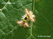 Saddleback caterpillar mid instar Acharia stimulea Pennsylvania US photo Katie Boyle