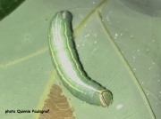Saddled Prominent or Maple Prominent caterpillar (Hetercampa guttivitta) South Jersey US - photo Quinnie Paulsgraf