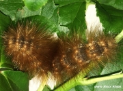 Salt Marsh caterpillar (Estigmene acrea) Georgia US photo Alecx Aliabo
