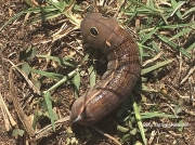 Silver striped Hawkmoth caterpillar Hippotion celerio Portugal photo Kathryn Herschell