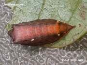 Smaller Parasa caterpillar (Parasa chloris) Pennsylvania US photo Katie Boyle (2)