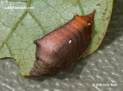 Smaller Parasa caterpillar Parasa chloris Pennsylvania US photo Katie Boyle (3)