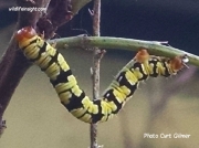 Snowbush Spanworm Melanchroia chephise White marked Black moth Florida photo Curt Gilmer