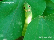 Spicebush Swallowtail caterpillar (Papilio troilus) Connecticut photo Diana Drake