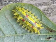 Spiny Oak Slug Euclea delphinii Pennsylvania US photo Katie Boyle