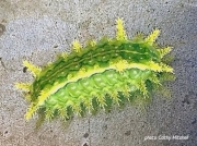 Spiny Oak Slug Euclea delphinii Missouri US photo Cathy Mitchell