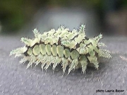 Spiny Oak Slug (Euclea delphinii) US photo Laurie Bayer