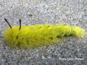 Spotted Apatelodes larva Apatelodes torrefacta Michigan US photo Linda Phillips