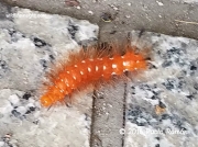 Spotted Oleander caterpillar Empyreuma affinis Puerto Rica photo Pablo Ramón