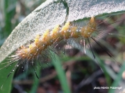 Spotted Oleander moth caterpillar Florida photo Martin Pickersgill
