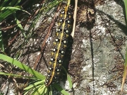 Spurge Hawkmoth caterpillar Hyles euphorbiae French Alps photo David Lawton