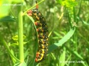 Spurge Hawkmoth caterpillar Hyles euphorbiae Canada Manatoba photo Sarah Iwankow