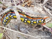 Spurge Hawkmoth caterpillar Hyles euphorbiae Michigan US photo Beth White