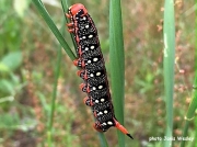 Spurge Hawkmoth caterpillar Hyles euphorbiae Michigan US photo Janis Wesley