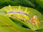 Stinging Rose caterpillar (Parasa indetermina) Cape May US photo Kathleen Shelly